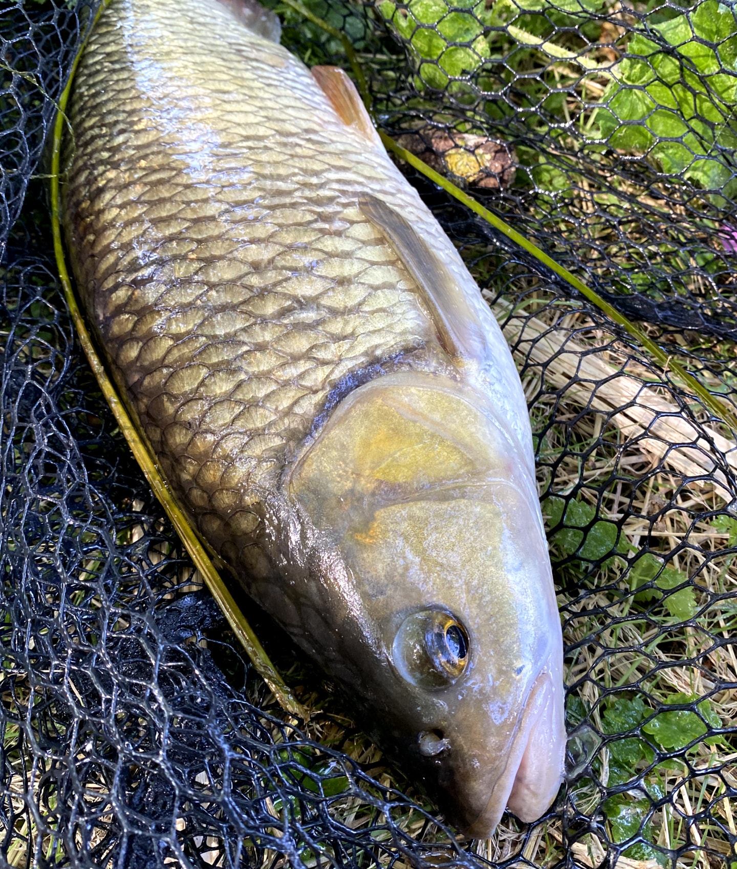 Top 10 Tips for Catching More Chub on Lures