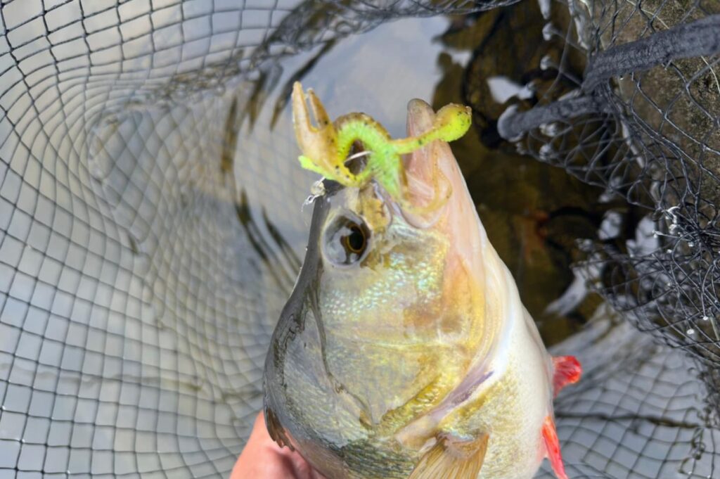 Fishing the free rig for perch in the UK