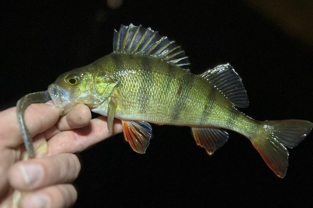 Fishing for perch at night - catch more on lures