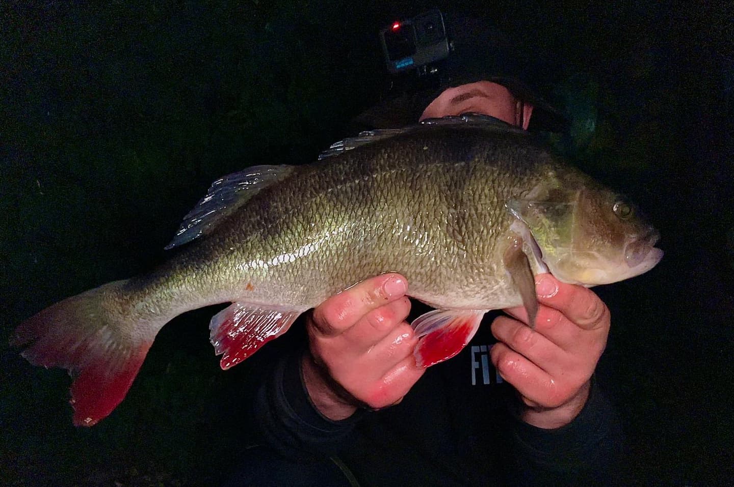 Fishing for perch at night - catch more on lures