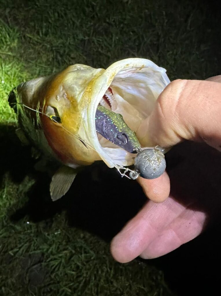 Fishing for perch at night - catch more on lures