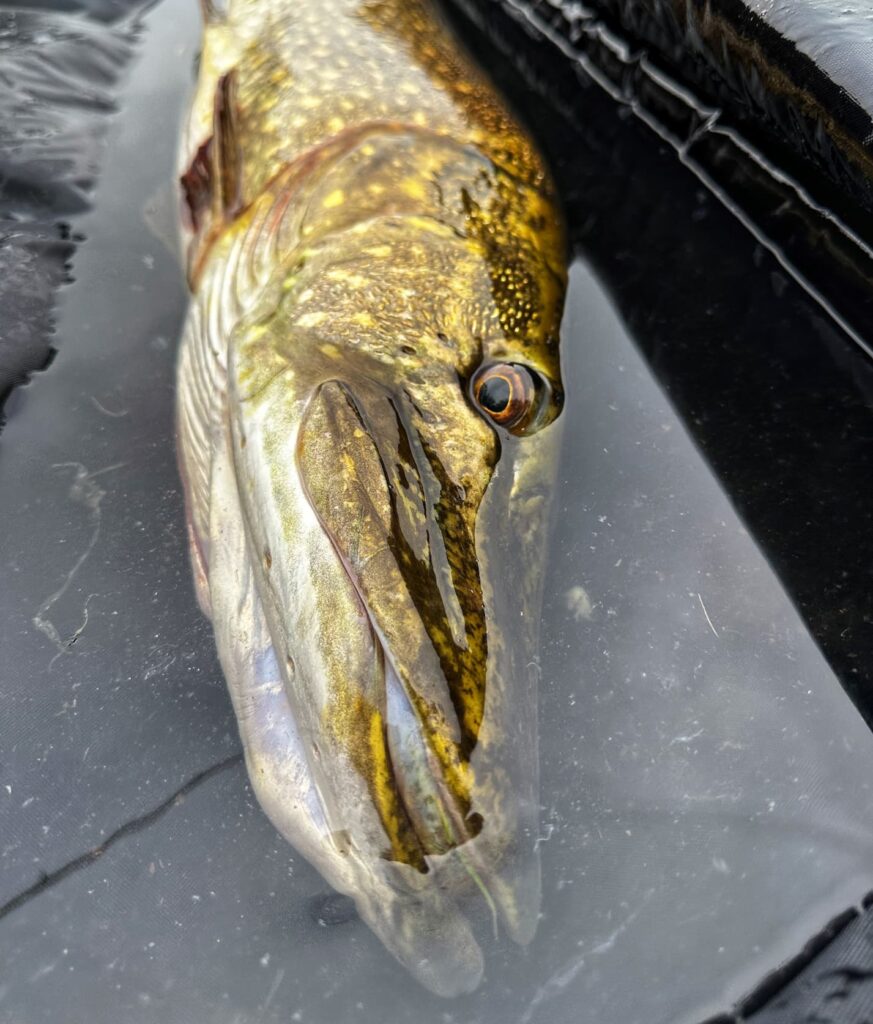 fishing for pike this winter in heavy weed