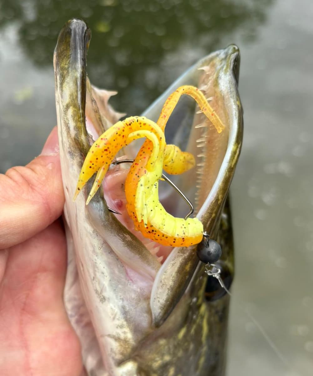 Lure Fishing With Chatterbaits: A Guide for Perch, Pike & Zander