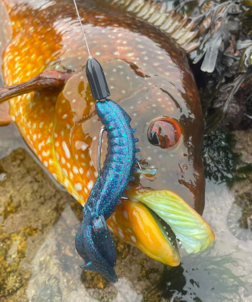 Fishing for wrasse