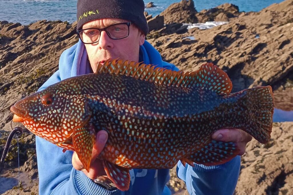 winter wrasse fishing south west cornwall coast