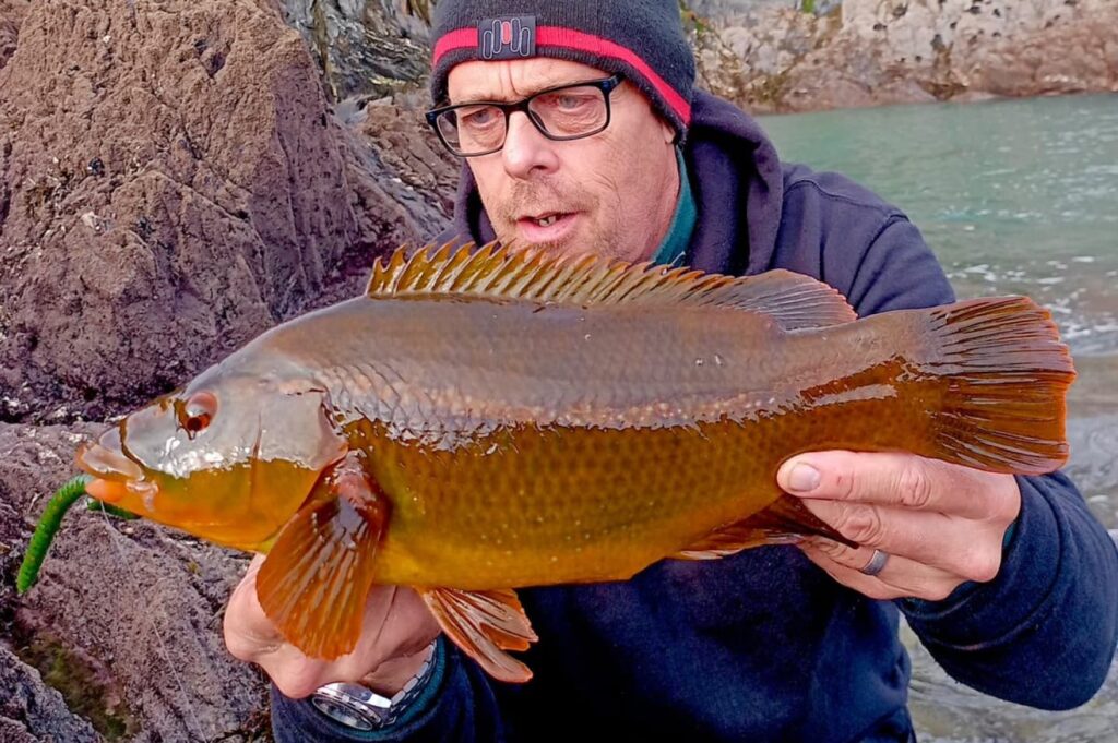 winter wrasse fishing south west cornwall coast