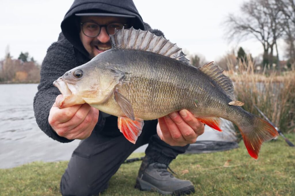 how to catch huge perch in winter