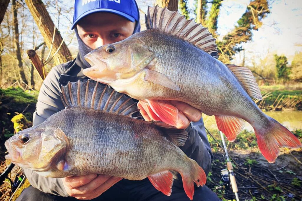 how to catch huge perch in winter