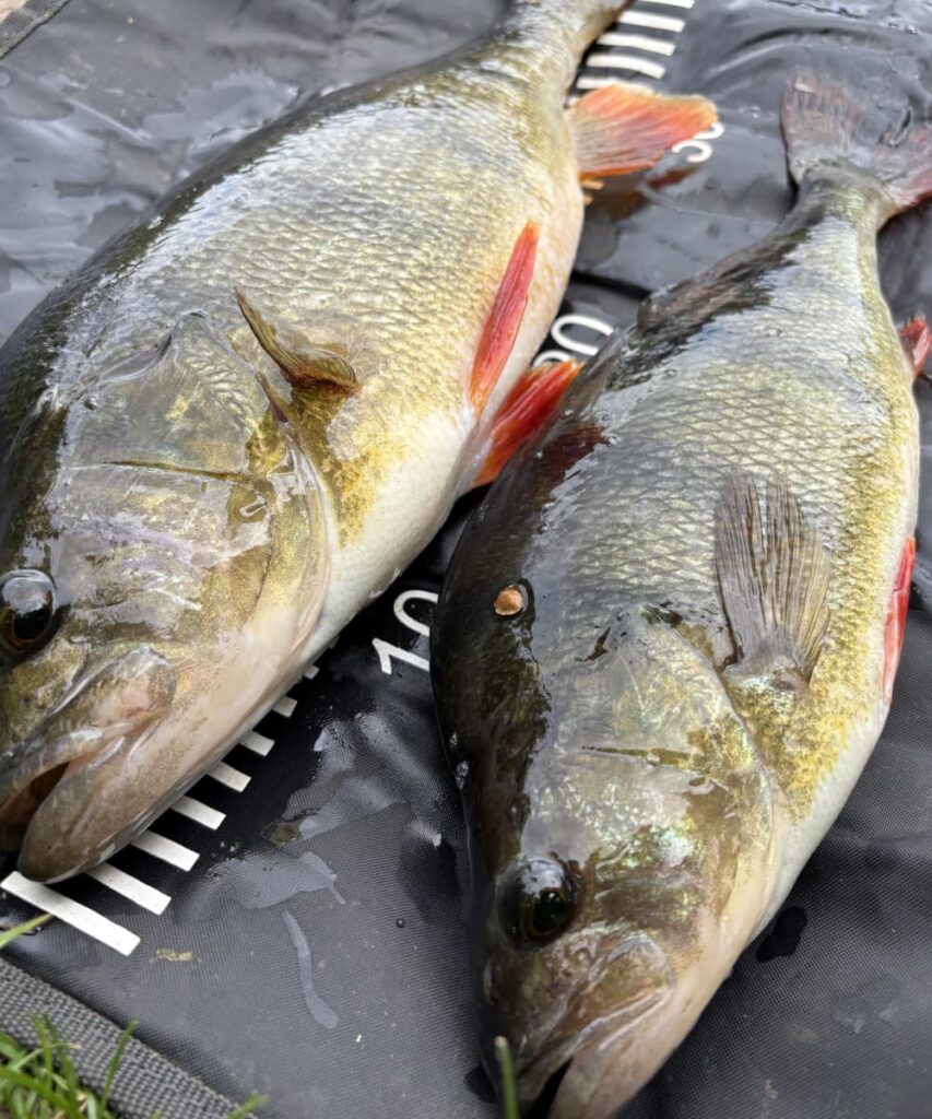 canal fishing for big perch