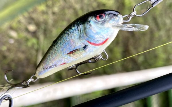 Salmo Butcher Flottant (5cm - 5g) - Reniers Fishing