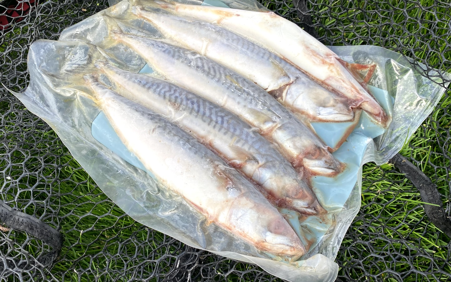 What is The Best Dead Bait for Pike? Predator Fishing World