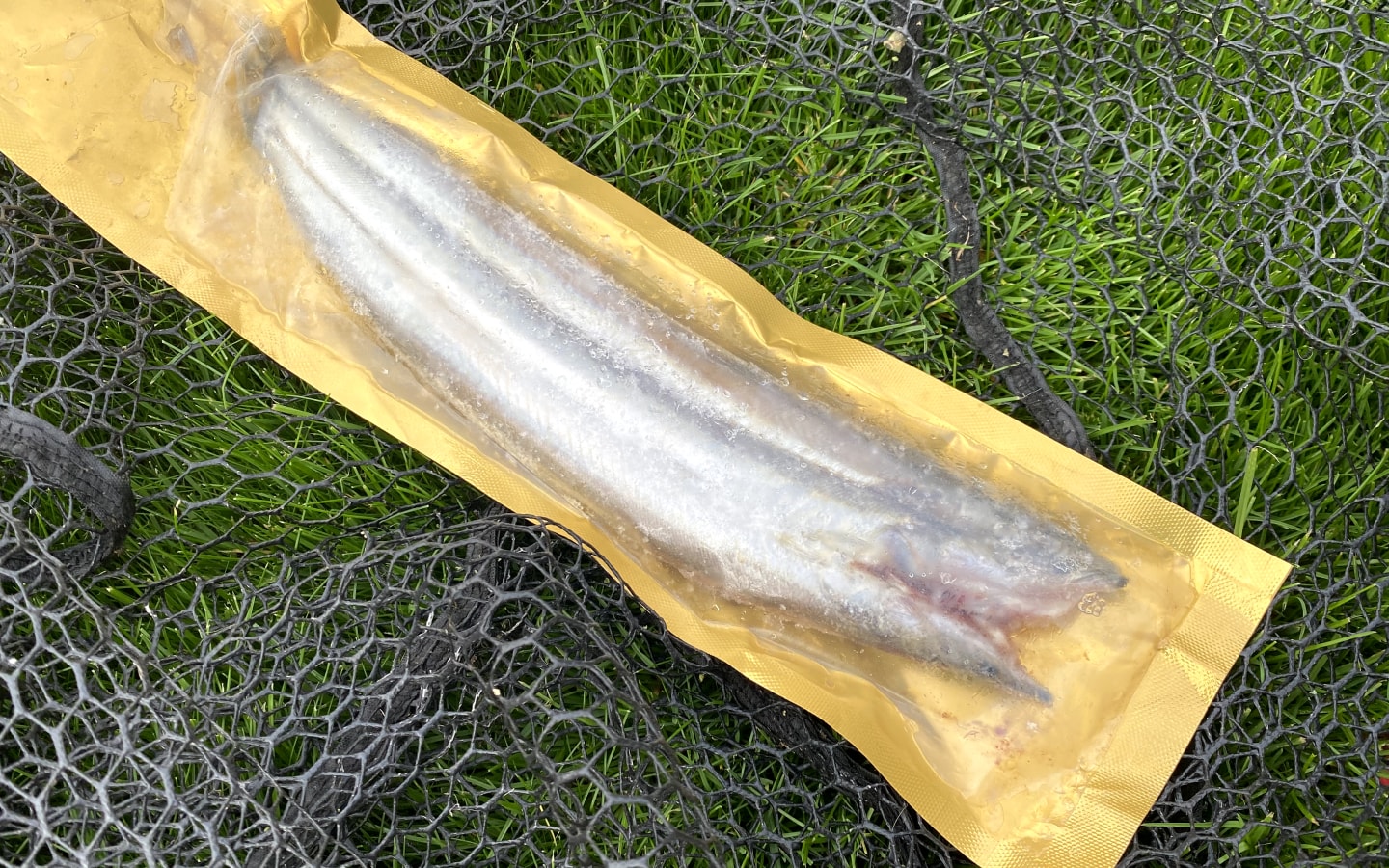 What is The Best Dead Bait for Pike? Predator Fishing World