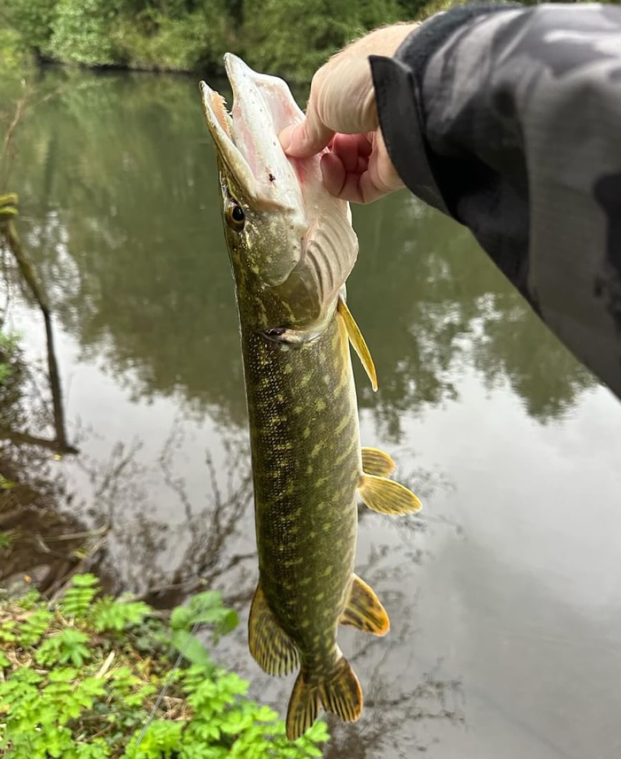 The Ultimate Guide to Canal Pike Fishing How to Find and Catch Them Using Lures Predator