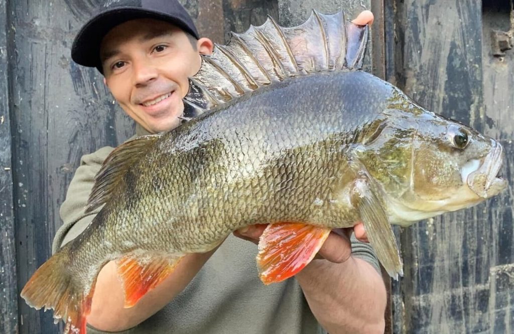 3lb perch fishing summer