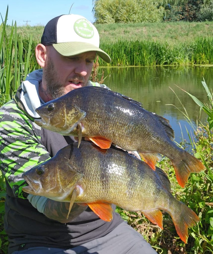 Summer perch from fishing the fens