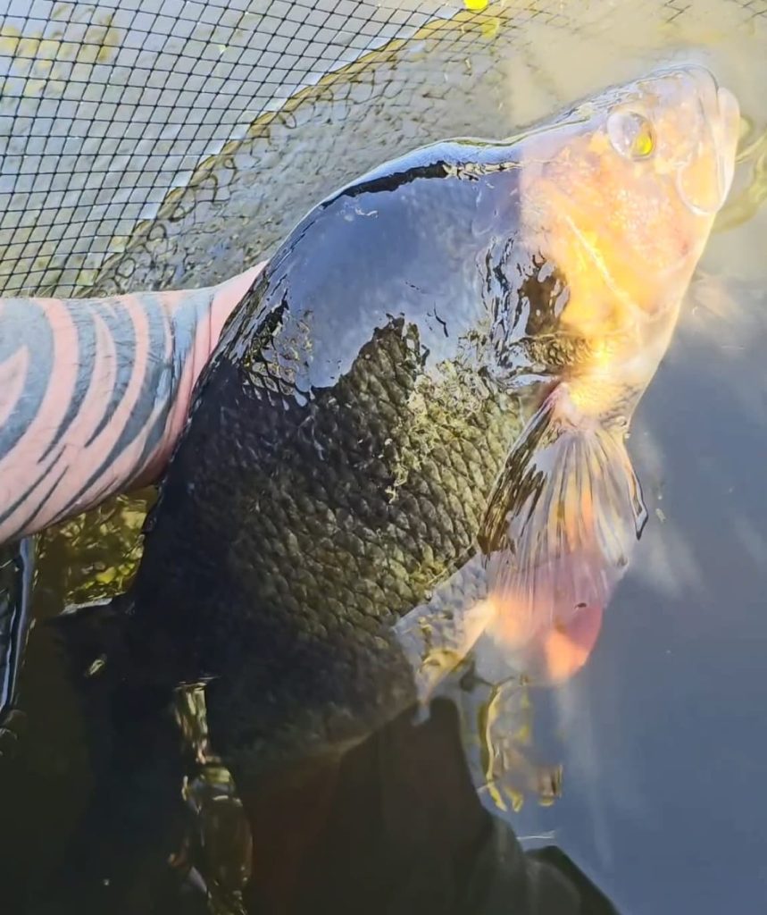A big fenland perch
