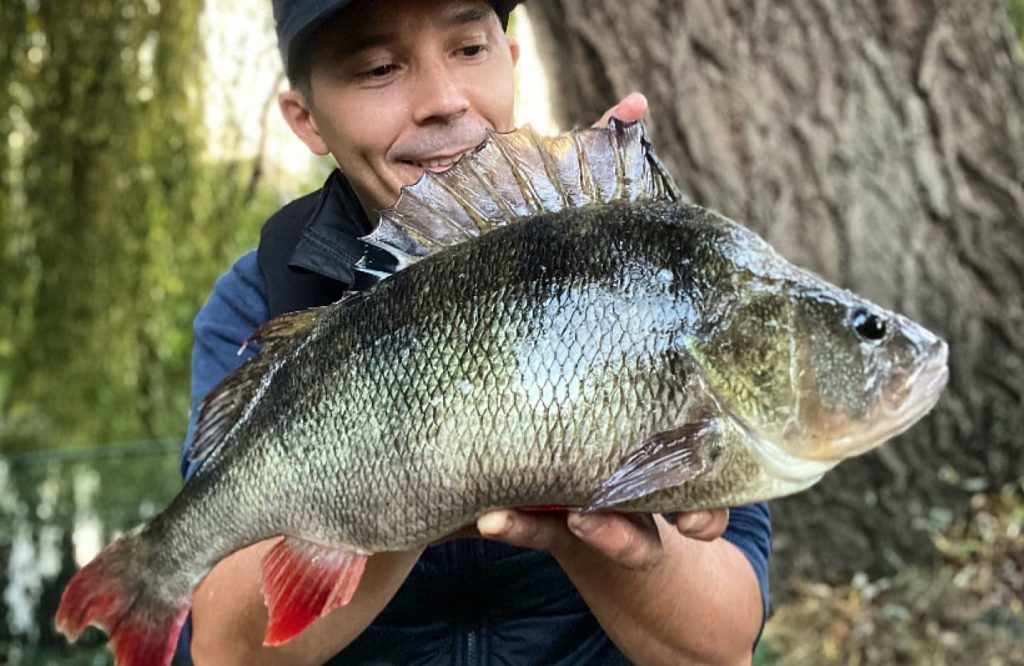 A big perch caught on a Shimano 24 Vanford FA