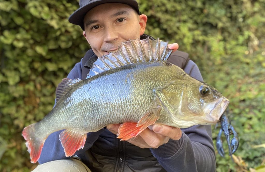 A big perch caught on a Shimano 24 Vanford FA