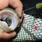 Chub Fishing at Night with Lures