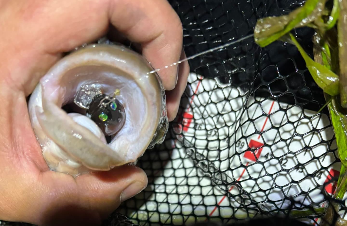 Chub Fishing at Night with Lures