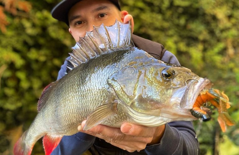 best craw lures for perch