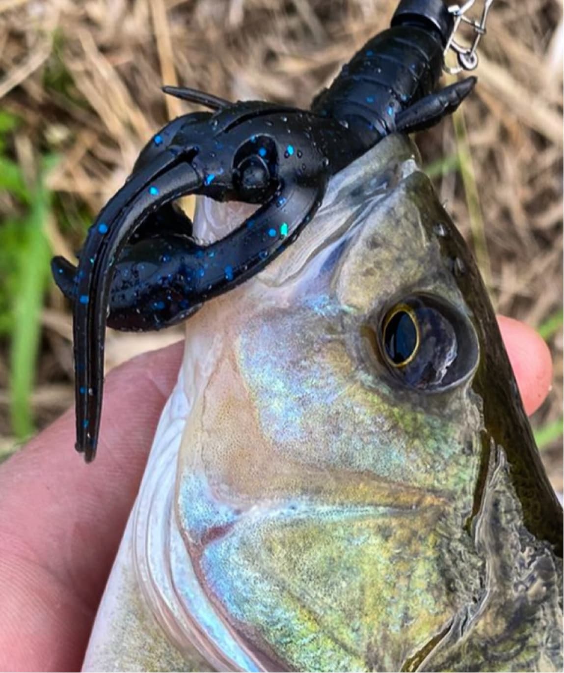 best craw lures for perch