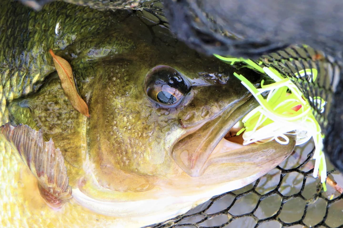 Lure Fishing With Chatterbaits: A Guide for Perch, Pike & Zander