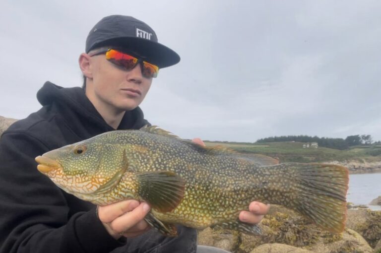 Lure fishing for ballen wrasse