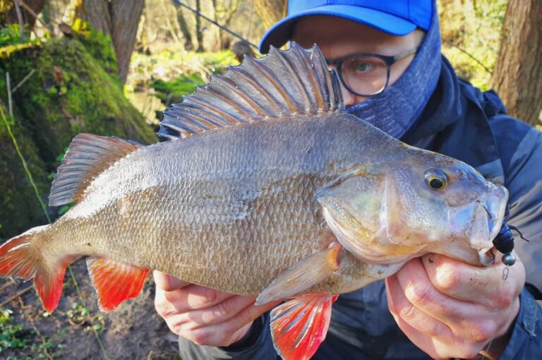 how to catch huge perch in winter