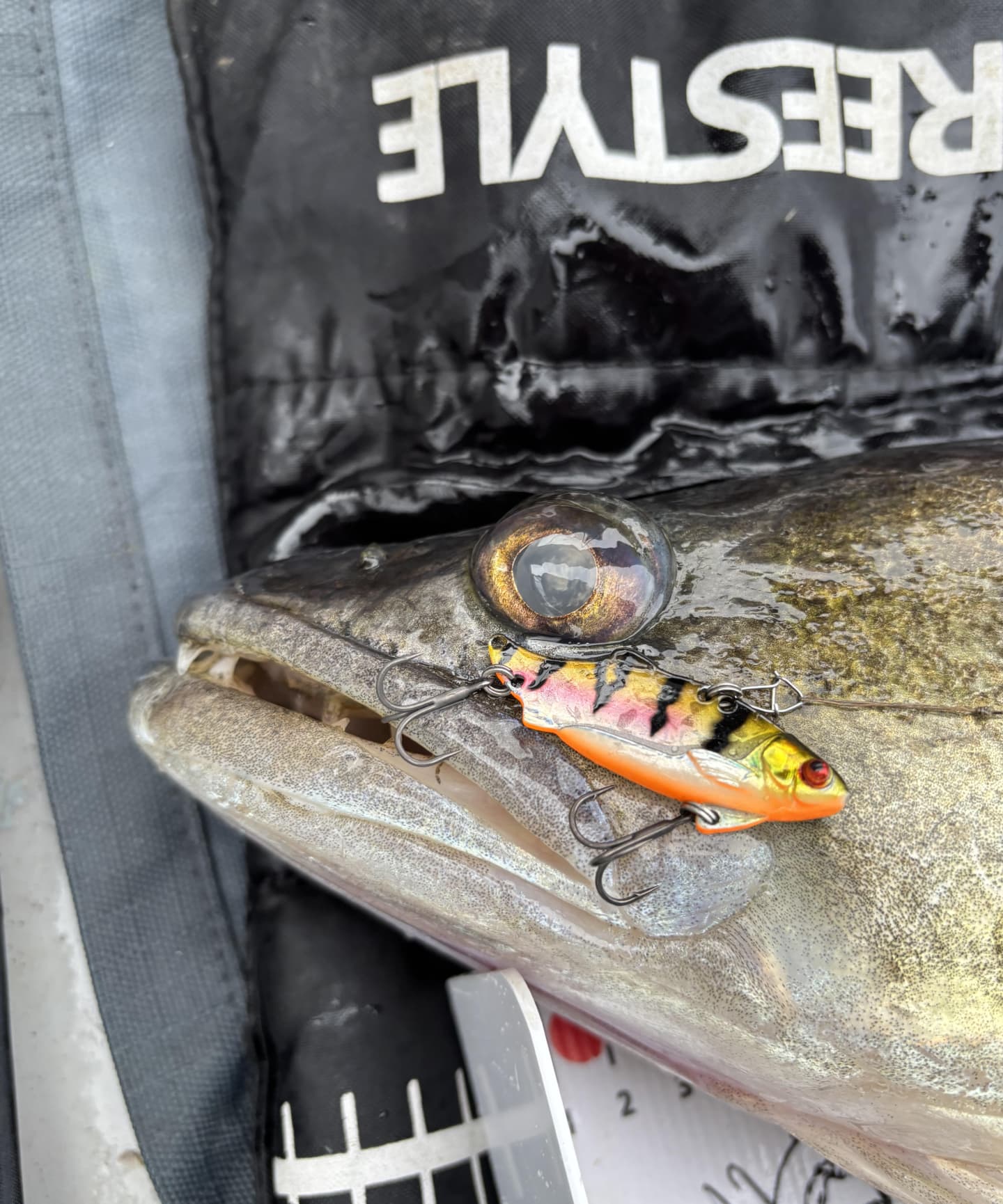 zander fishing on a big reservoir no tech