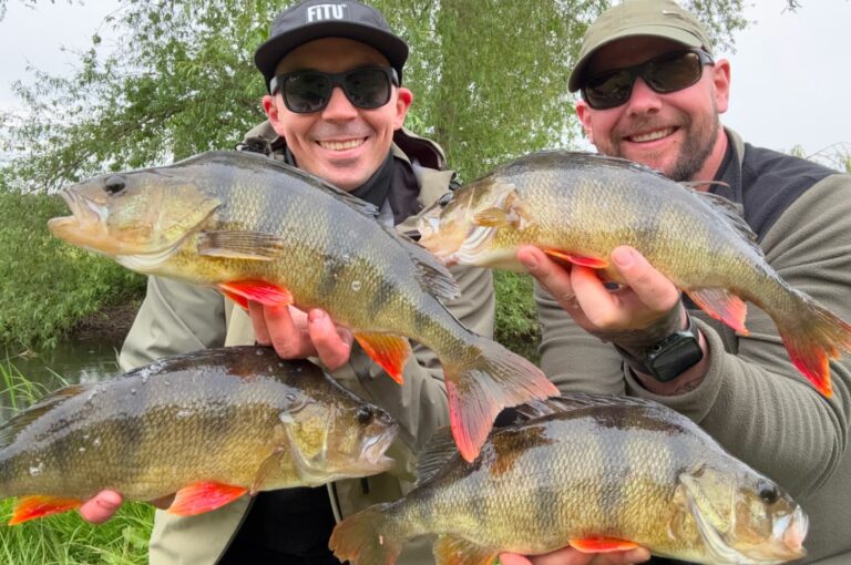 canal fishing for big perch